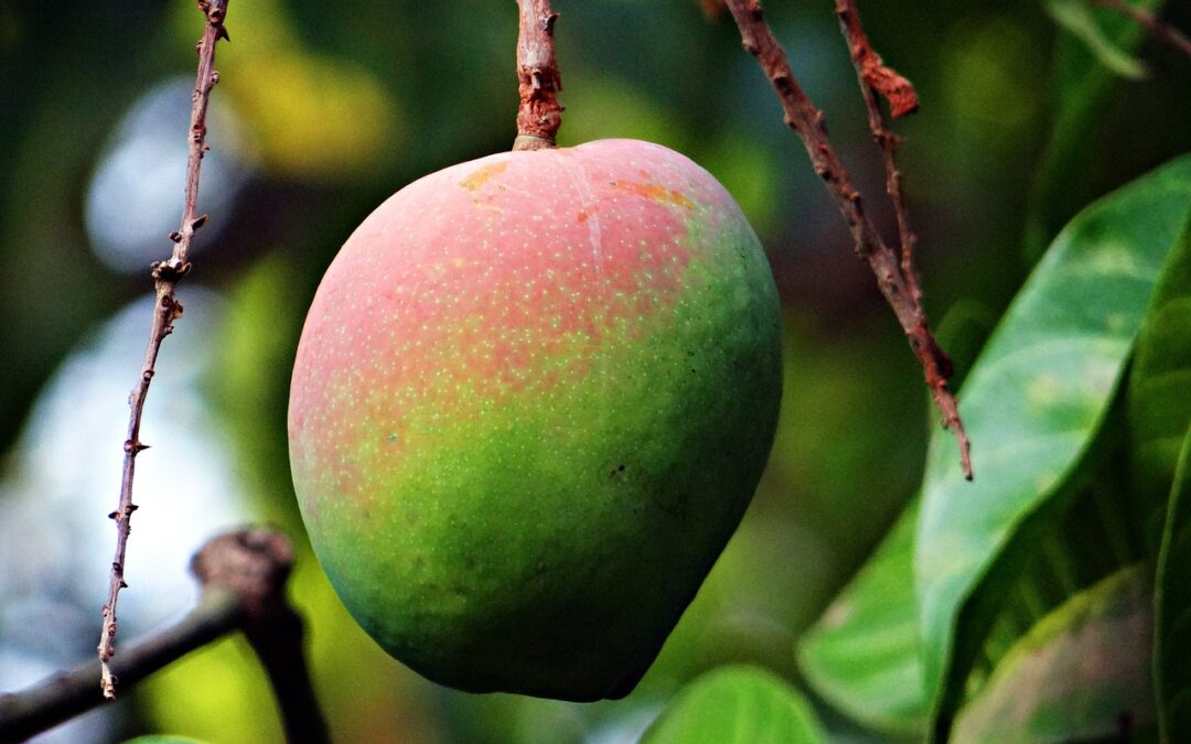 Aliño de mango