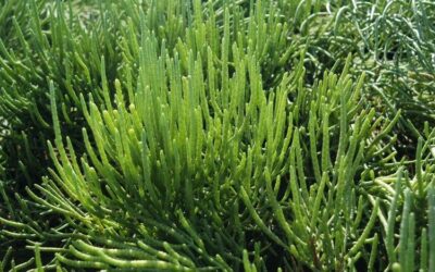 Salicornia, el espárrago de mar